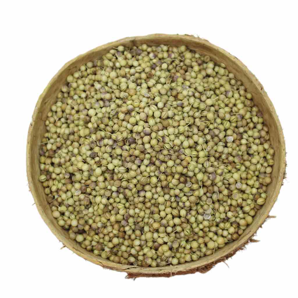 تخم‌گشنیز توپی